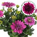 Bild von Osteospermum  P12 Double violet